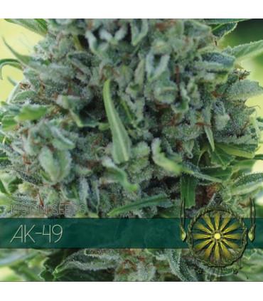 AK-49 (Vision Seeds)
