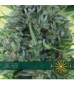 AK-49