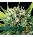 Amnesia