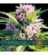 Blue Power (Vision Seeds)