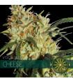 Cheese (Vision Seeds)