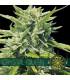 Crystal Queen (Vision Seeds)