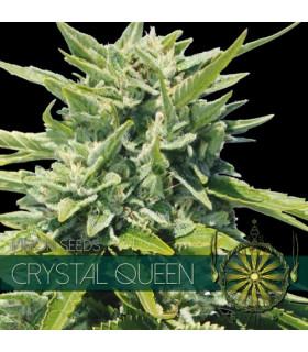 Crystal Queen (Vision Seeds)