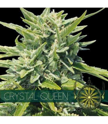 Crystal Queen (Vision Seeds)