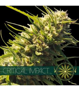 Critical Impact (Vision Seeds)