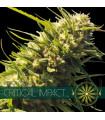 Critical Impact
