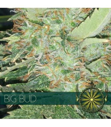 Big Bud (Vision Seeds)
