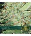 Big Bud