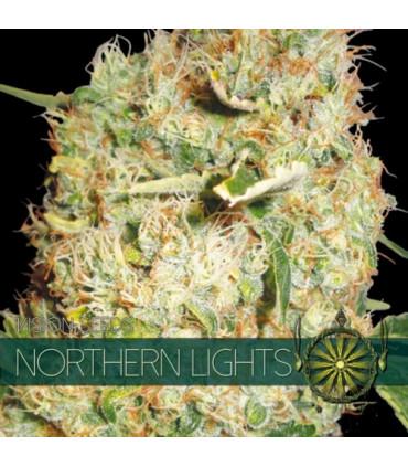 Northern Lights (Vision Seeds)