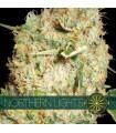 Northern Lights (Vision Seeds)