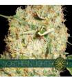 Northern Lights