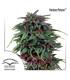 Durban Poison