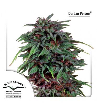 Durban Poison