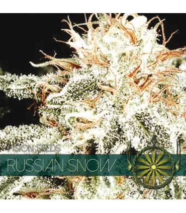 Russian Snow (Vision Seeds)