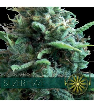 Silver Haze (Vision Seeds)