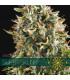 Super Skunk (Vision Seeds)