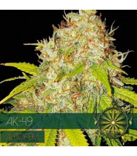 AK-49 AutoFem (Vision Seeds)