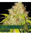 AK-49 AutoFem