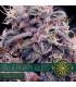 Blueberry Bliss AutoFem (Vision Seeds)
