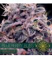 Blueberry Bliss AutoFem (Vision Seeds)