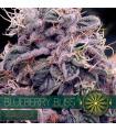 Blueberry Bliss AutoFem