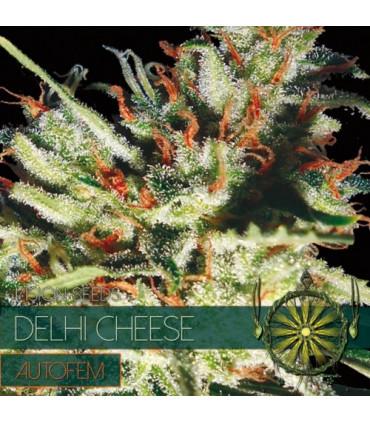 Delhi Cheese AutoFem (Vision Seeds)