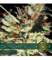 Delhi Cheese AutoFem