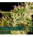 Super Skunk AutoFem (Vision Seeds)