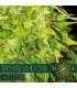 White Widow AutoFem (Vision Seeds)