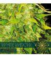 White Widow AutoFem