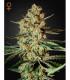 Himalaya Gold (Greenhouse Seeds)
