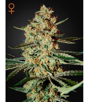 Himalaya Gold (Greenhouse Seeds)