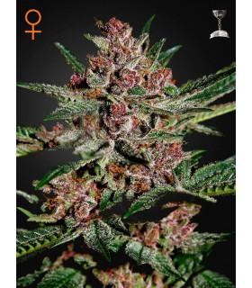 Bubba Kush
