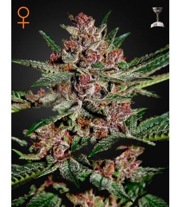 Bubba Kush