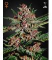 Bubba Kush