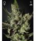 Exodus Cheese