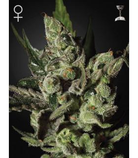 Exodus Cheese