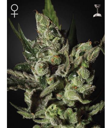 Exodus Cheese