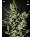 Exodus Cheese