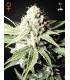 Great White Shark (Greenhouse Seeds)
