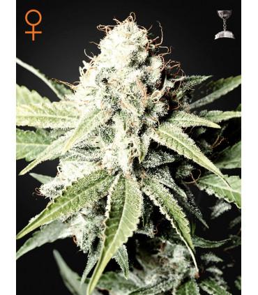 Great White Shark (Greenhouse Seeds)