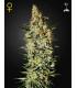 Neville's Haze (Greenhouse Seeds)