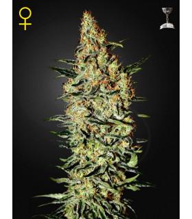 Neville's Haze (Greenhouse Seeds)