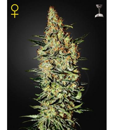 Neville's Haze (Greenhouse Seeds)