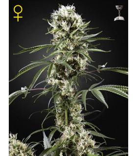 Super Lemon Haze (Greenhouse Seeds)