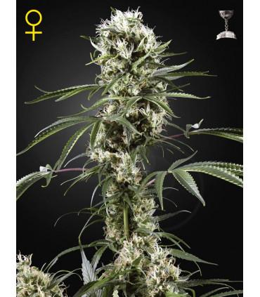 Super Lemon Haze (Greenhouse Seeds)