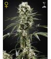 Super Lemon Haze