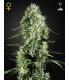 Super Silver Haze (Greenhouse Seeds)
