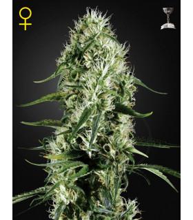 Super Silver Haze (Greenhouse Seeds)