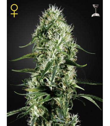 Super Silver Haze (Greenhouse Seeds)